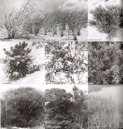 Plant images